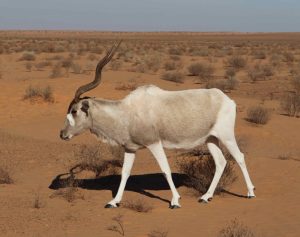 Animals in Sahara desert